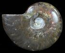 Flashy Red Iridescent Ammonite - Wide #59901-1